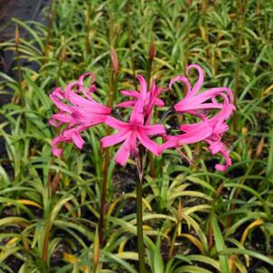 Nerine bowdenii ---